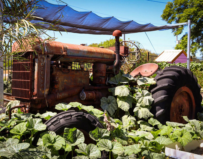 Vegetables Growing Over A Tractor