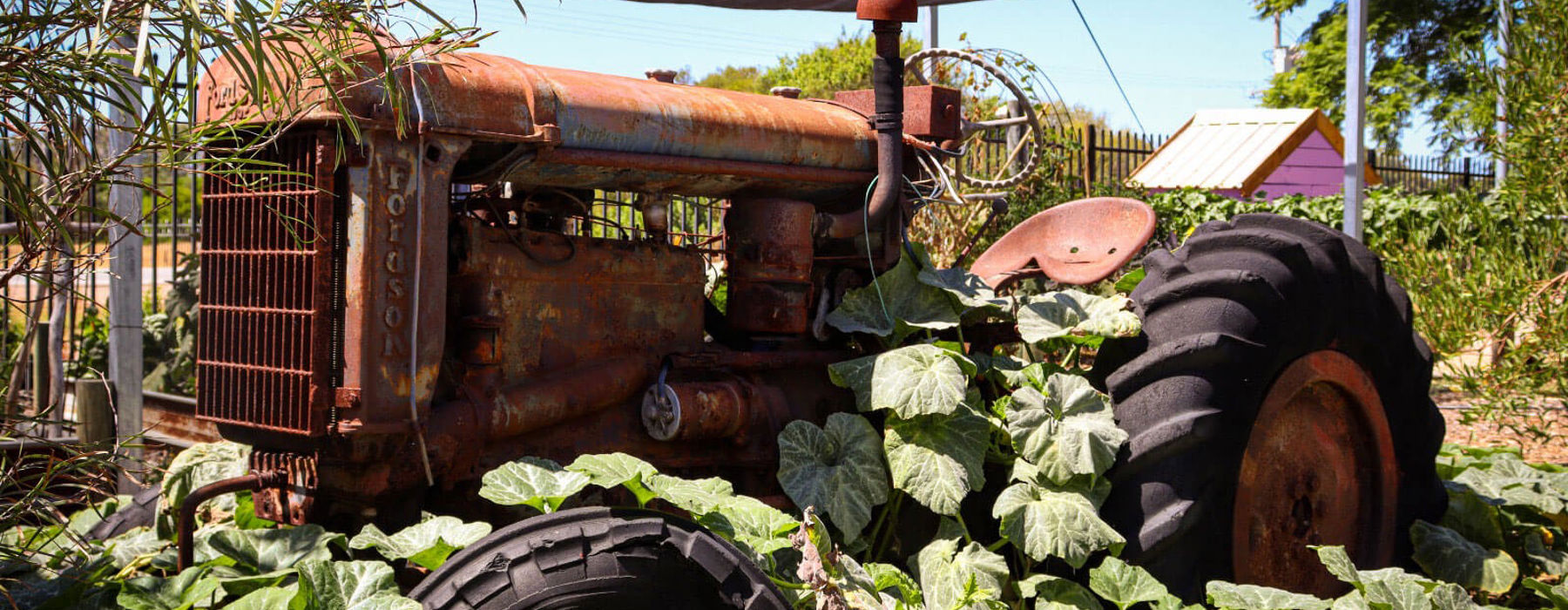 Vegetables Growing Over A Tractor