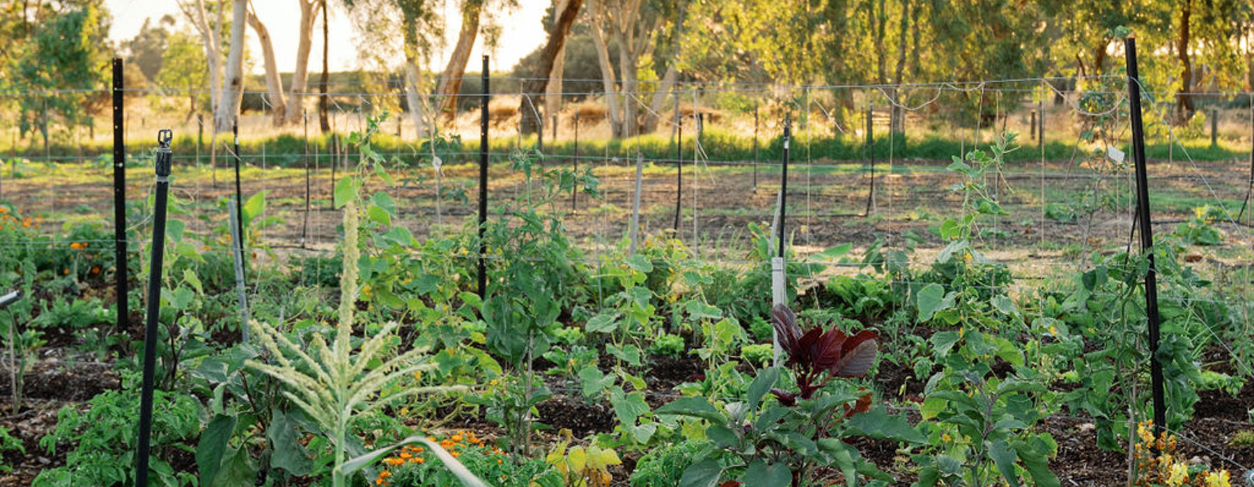 065 11 Acre Farm First Dinner Valentine Girardot Perth Photographer 2024