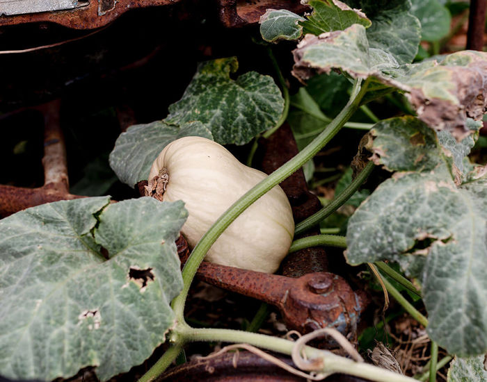 Permaculture Farm At 11 Acre Farm