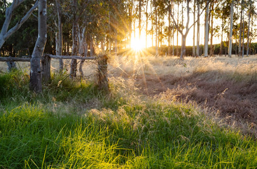 Sunset Through Trees