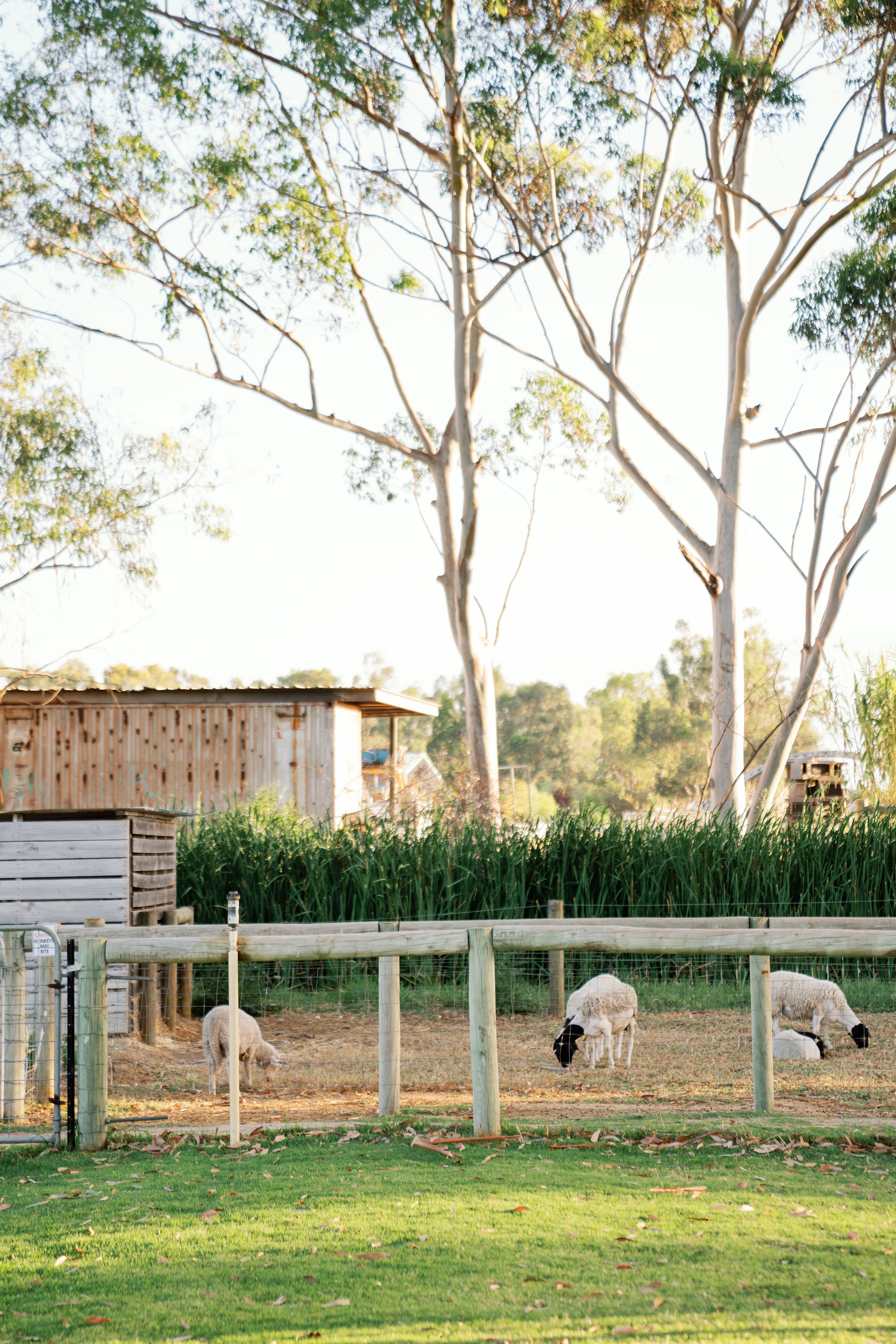 028 11 Acre Farm First Dinner Valentine Girardot Perth Photographer 2024 (2)