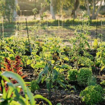 008 11 Acres Farm Cubby Cafe First Dinner 2024 Valentine Girardot Perth Photographer (2)