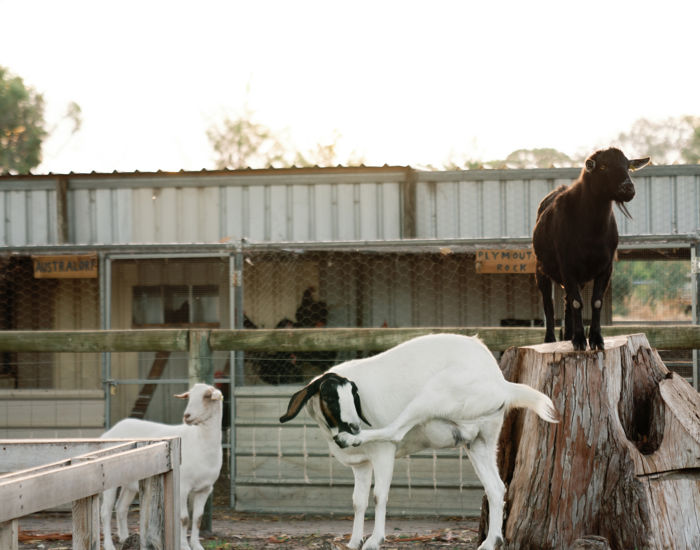 107 11 Acre Farm First Dinner Valentine Girardot Perth Photographer 2024