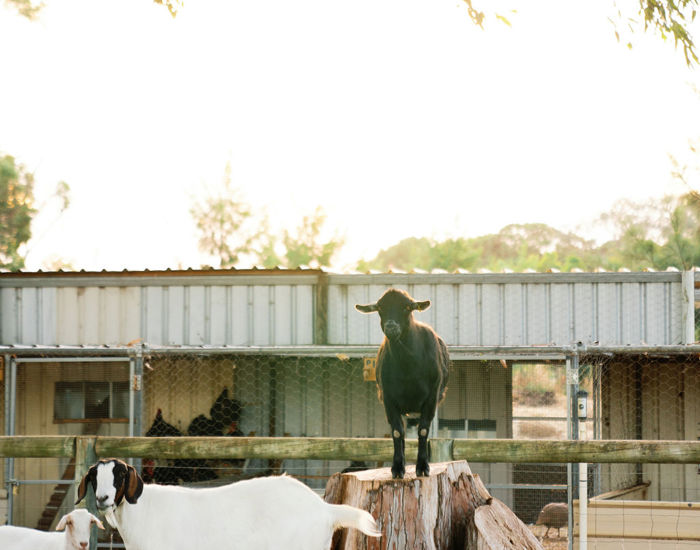 108 11 Acre Farm First Dinner Valentine Girardot Perth Photographer 2024
