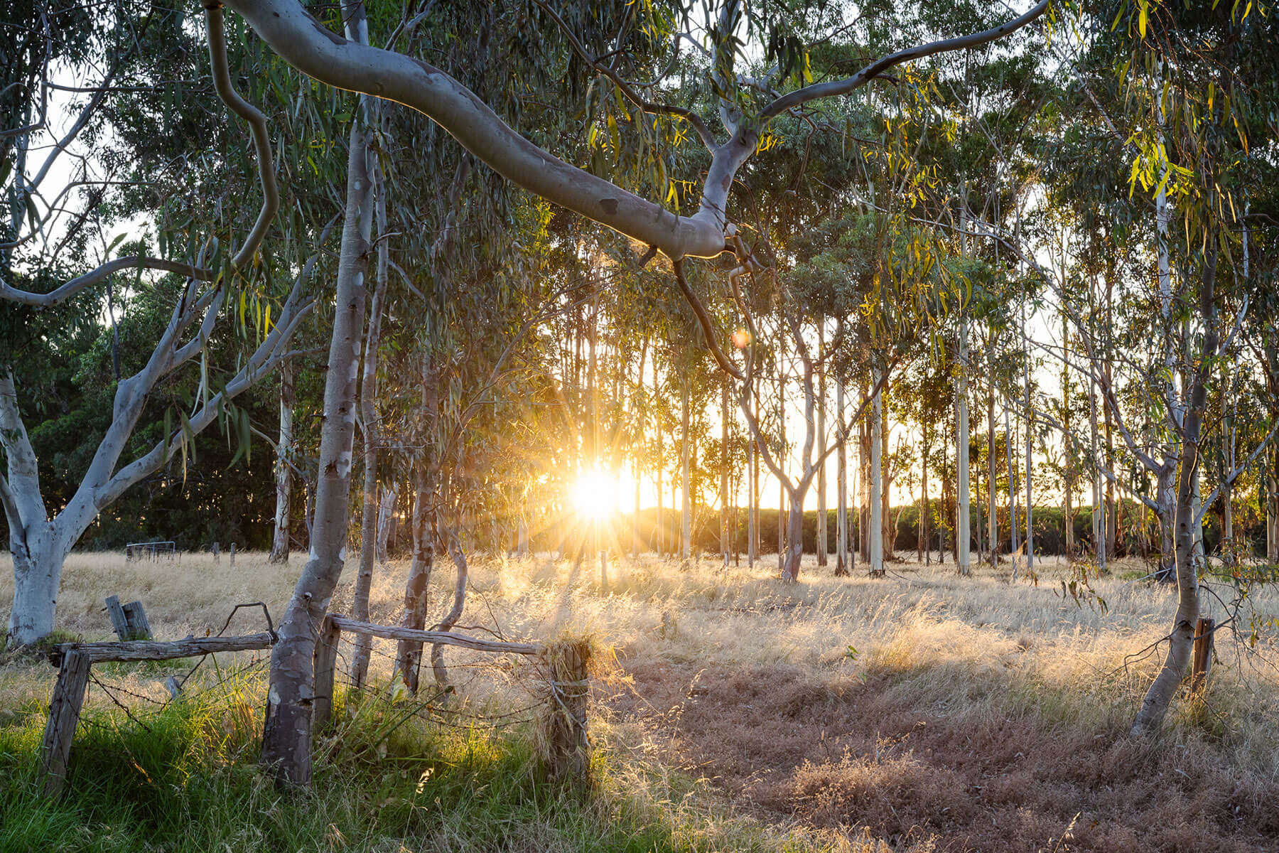 Sunset Through The Trees At 11 Acre Farm