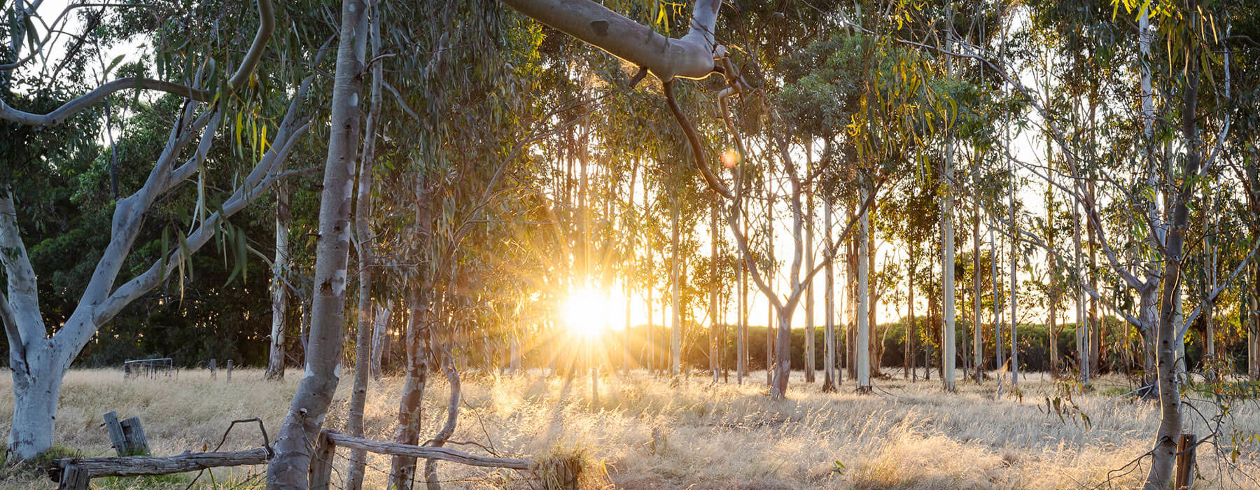 Sunset Through The Trees At 11 Acre Farm