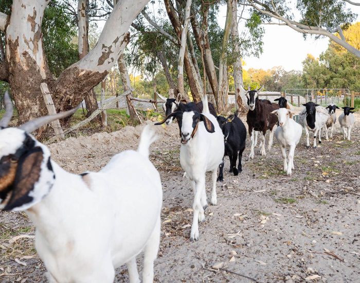 Farm Animals At 11 Acre Farm