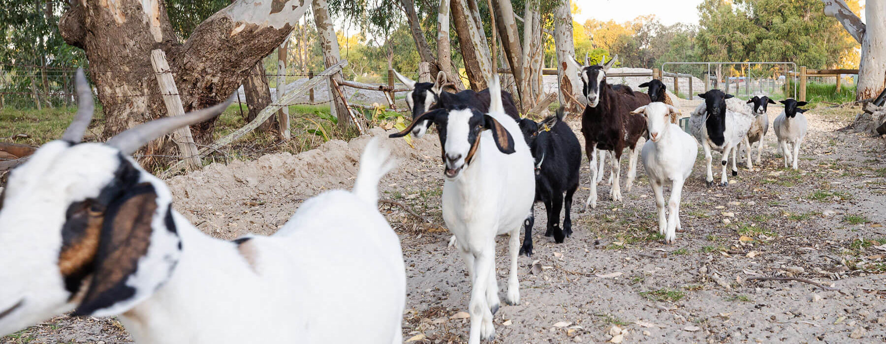 Farm Animals At 11 Acre Farm