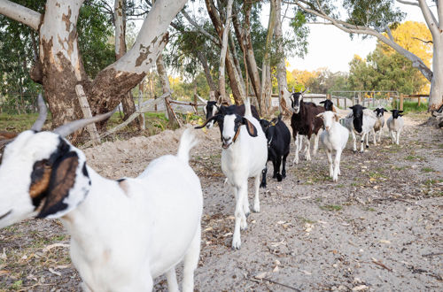 Farm Animals At 11 Acre Farm